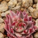 딸부잣집 이미지