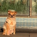 힐스톤애견풀빌라 이미지