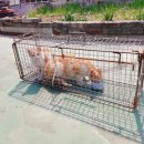 7265 | 대전 길고양이 TNR _ 길냥이들 포획해서 중성화시켜주기 (#캣맘일기)