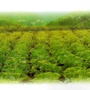 산골약초