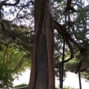 함평 경회루 | 서울근교, 경기도 꽃무릇 명소 - 분당중앙공원