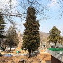 금송목재 이미지