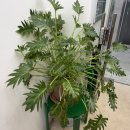 다래뜰 | 어떻게하면?