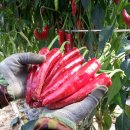 향기고운 이미지