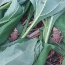 월학농장 이미지