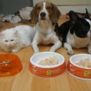 멍이랑옹이랑 이미지