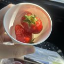 이마트 보령점 | 보령 딸기 보령팜 딸기 구매후기