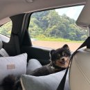 고골길116번길 | 7/28~7/29 1박2일 반려견과 함께하는 남양주 ‘소소온기’