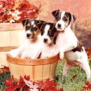 동물농장 이미지