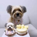 오늘뿐이개 | 서울 강아지케이크 주문제작 오늘뿐이개 내돈내산 후기