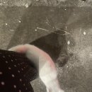 용머리주유소 | [제주도 3박 4일 여행기] 탐나는전으로 알차게! 사용 가능한 맛집·카페 총정리