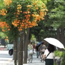 부천중앙공원 이미지