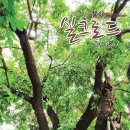 잠실리뽕나무 이미지