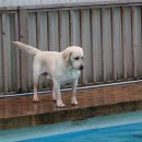 도그럭스 이미지