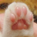 바다 칼국수 이미지