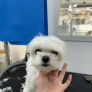 뽀독(BBODOG) 이미지