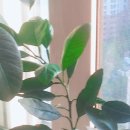 일남농장 이미지