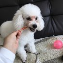 모리펫샵 이미지