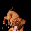 얌얌이푸드 이미지