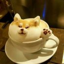 톡킹