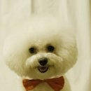 몽프리제 이미지