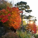 화담숲-단풍축제 2025.11.12 이미지