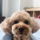 멍사무소 | 애견동반글램핑장 “홍천불멍멍글램핑캠핑장” 내돈내산 찐후기