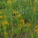 신원동 청룡텃밭 이미지