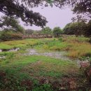 천지쇼파천갈이 | 제주도 동쪽, 수국천지 &#34;혼인지&#34;