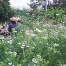 고수한잎 이미지