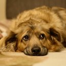 우리강아지 이미지