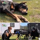 아이앤드펫스비타민