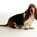 바셋하운드 이미지