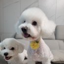 꼬미네 펫샬롱 애견미용 이미지