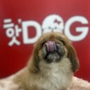 핫DOG 이미지