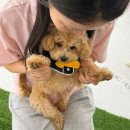 우리들유치원 | [망원] 개소리애견유치원 vvip후기 | 너무나 내돈내산