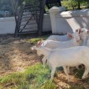 금빛가든 이미지