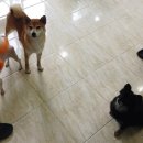 애니몰하우스 네이버블로그