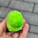 인생을 담은 동양화 | [2025 장가계 온라인투어 패키지여행 day-2] : 원가계·양가계·보봉호수 코스 솔직 후기