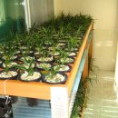 풀잎사랑 이미지