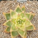 골드크레마 이미지