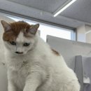 임진강장어 | 파주 임진강장어가 오픈런 내돈내산후기!