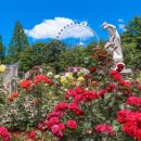 장미의거리13 이미지