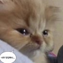 돈까스폭탄 이미지