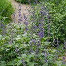 블루세이지 이미지