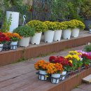 천사꽃 | 전주꽃집 천사꽃집에서 고른 꽃다발, 내돈내산 리얼 후기