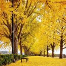 곡교천 은행나무길 이미지