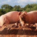 할렐루야농장 이미지