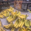 솔개초등학교 | 호주여행 1.6-1.8