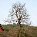 샘물마두 | 천은사 - 전남 구례